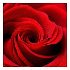 Картина (90х90 см) Бутон красной розы HE-101-996 Ekoramka