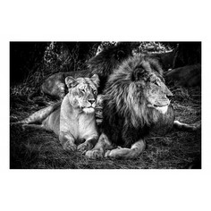 Картина (90х60 см) Лев и львица HE-101-907 Ekoramka