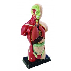 Наборы для опытов и экспериментов Edu-Toys Анатомический набор тело и органы 27 см